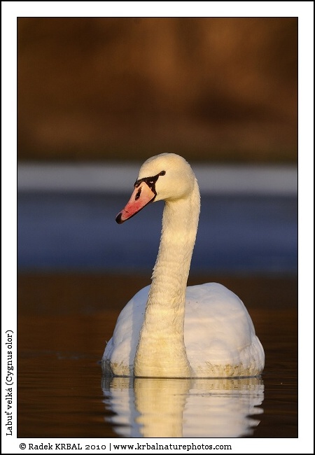 Labu� velk� | Mute Swan | H�ckerschwan | Cygnus olor