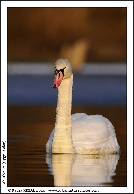 Labu� velk� | Mute Swan | H�ckerschwan | Cygnus olor