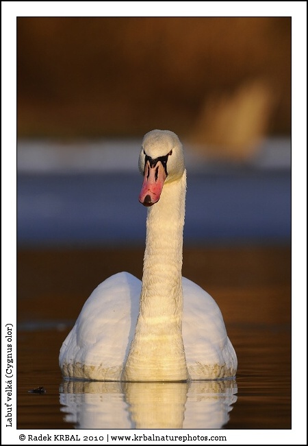 Labu� velk� | Mute Swan | H�ckerschwan | Cygnus olor