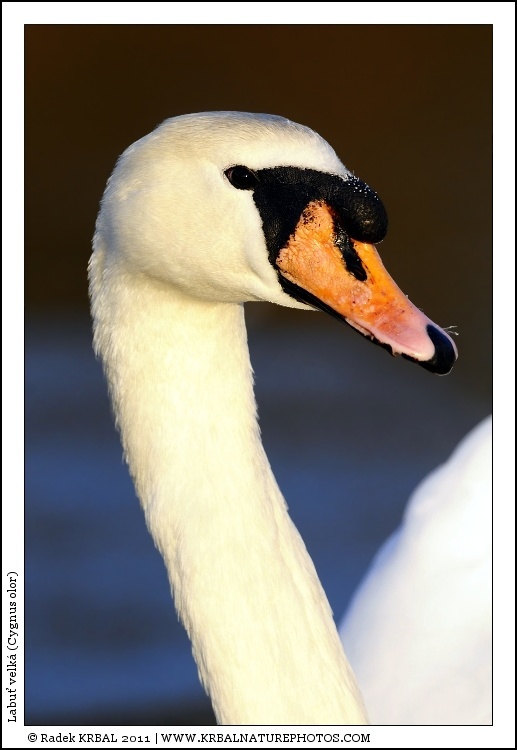 Labu� velk� | Mute Swan | H�ckerschwan | Cygnus olor