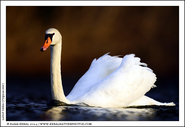 Labu� velk� | Mute Swan | H�ckerschwan | Cygnus olor