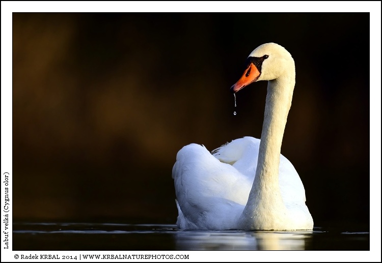 Labu� velk� | Mute Swan | H�ckerschwan | Cygnus olor
