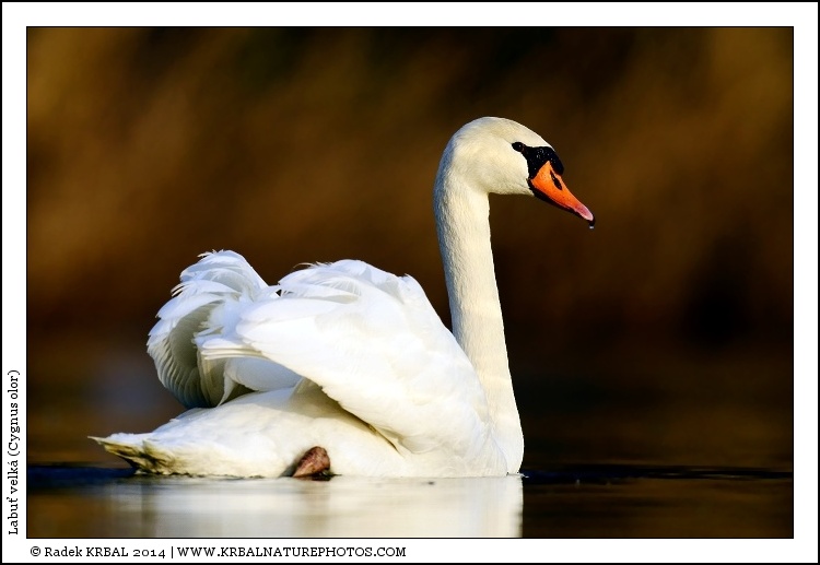 Labu� velk� | Mute Swan | H�ckerschwan | Cygnus olor