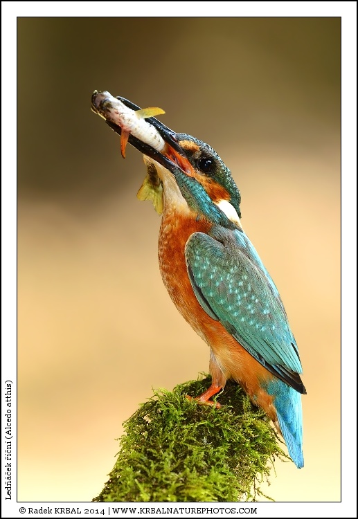 Led���ek ���n� | Eurasian Kingfisher | Eisvogel | Alcedo atthis