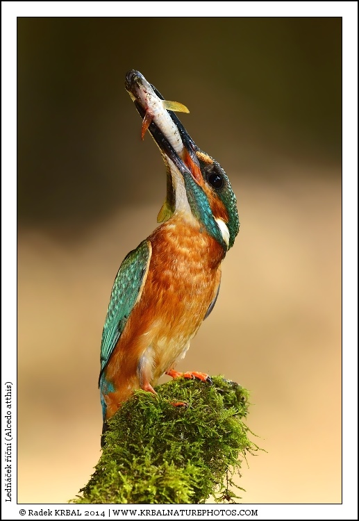 Led���ek ���n� | Eurasian Kingfisher | Eisvogel | Alcedo atthis