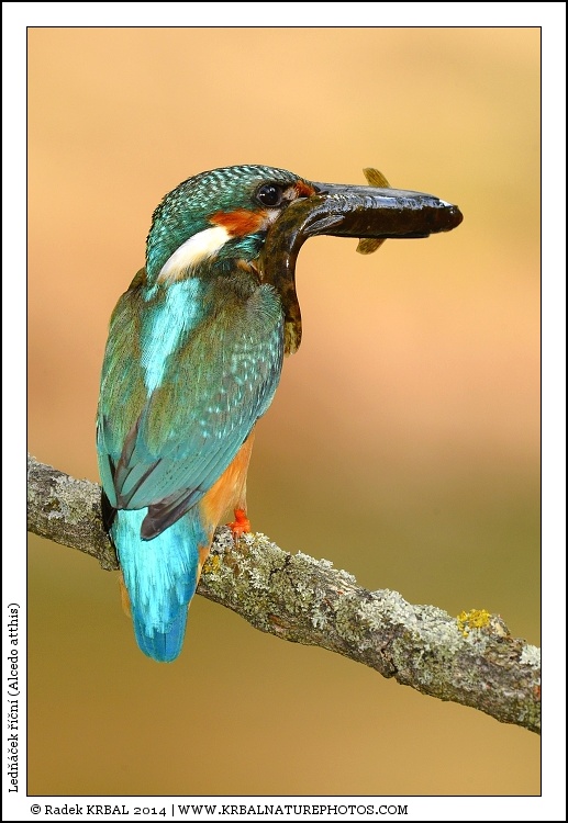 Led���ek ���n� | Eurasian Kingfisher | Eisvogel | Alcedo atthis