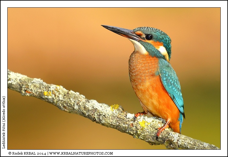Led���ek ���n� | Eurasian Kingfisher | Eisvogel | Alcedo atthis