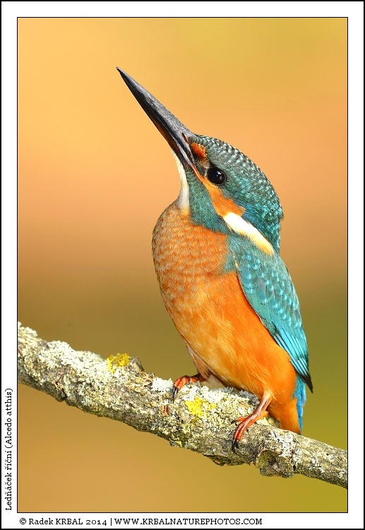 Led���ek ���n� | Eurasian Kingfisher | Eisvogel | Alcedo atthis