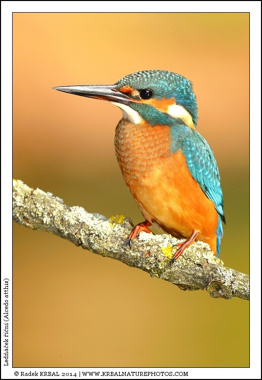 Led���ek ���n� | Eurasian Kingfisher | Eisvogel | Alcedo atthis