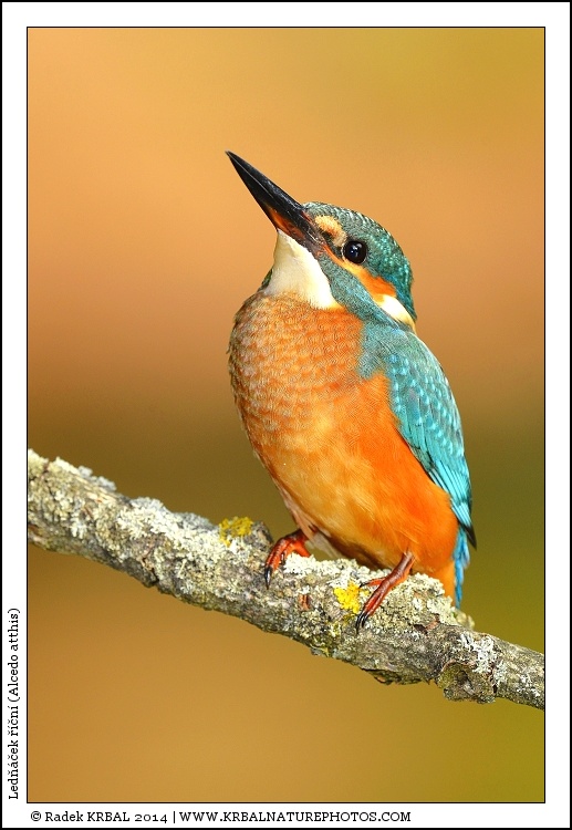 Led���ek ���n� | Eurasian Kingfisher | Eisvogel | Alcedo atthis