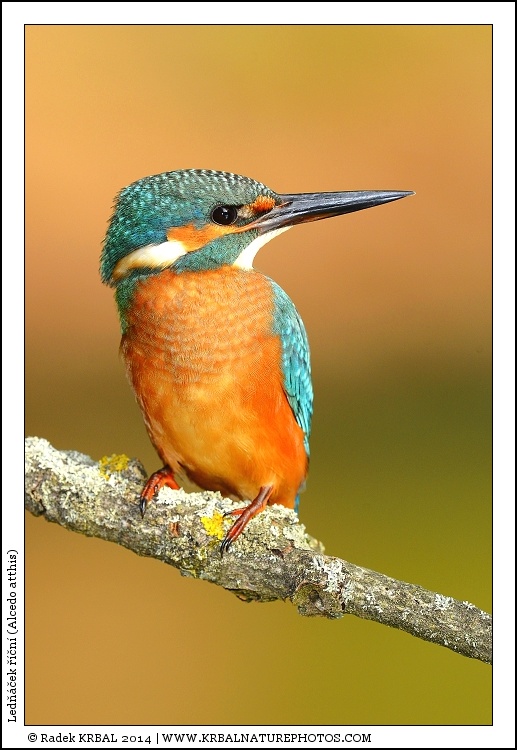 Led���ek ���n� | Eurasian Kingfisher | Eisvogel | Alcedo atthis