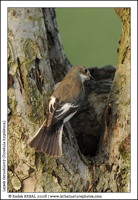 Lejsek �ernohlav� | Pied Flycatcher | Trauerschn�pper | Ficedula hypoleuca