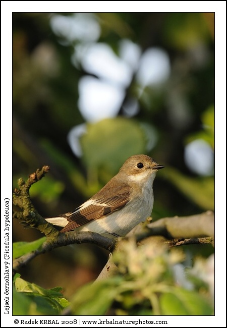 Lejsek �ernohlav� | Pied Flycatcher | Trauerschn�pper | Ficedula hypoleuca