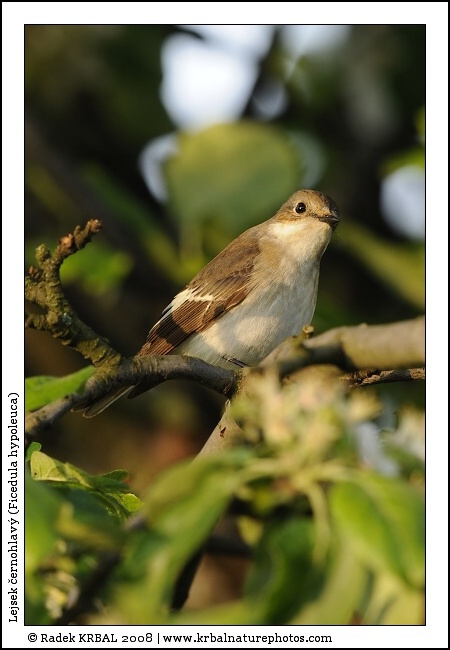 Lejsek �ernohlav� | Pied Flycatcher | Trauerschn�pper | Ficedula hypoleuca