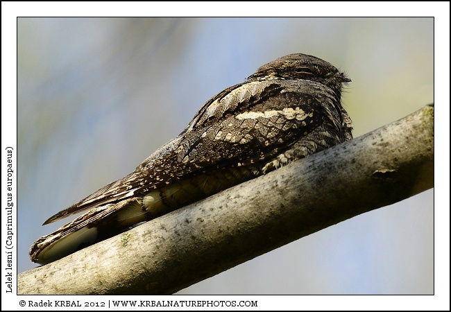 Lelek lesn� | European Nightjar | Ziegenmelker | Caprimulgus europaeus