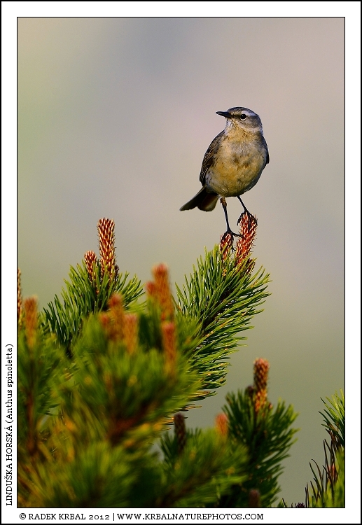 Lindu�ka horsk� | Water Pipit | Bergpieper | Anthus spinoletta