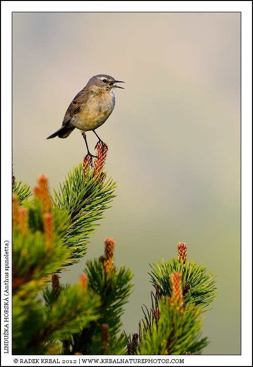 Lindu�ka horsk� | Water Pipit | Bergpieper | Anthus spinoletta
