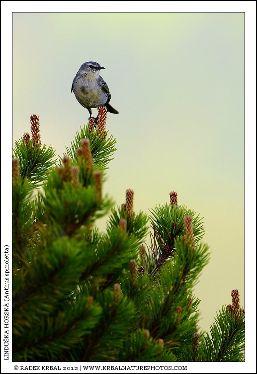 Lindu�ka horsk� | Water Pipit | Bergpieper | Anthus spinoletta