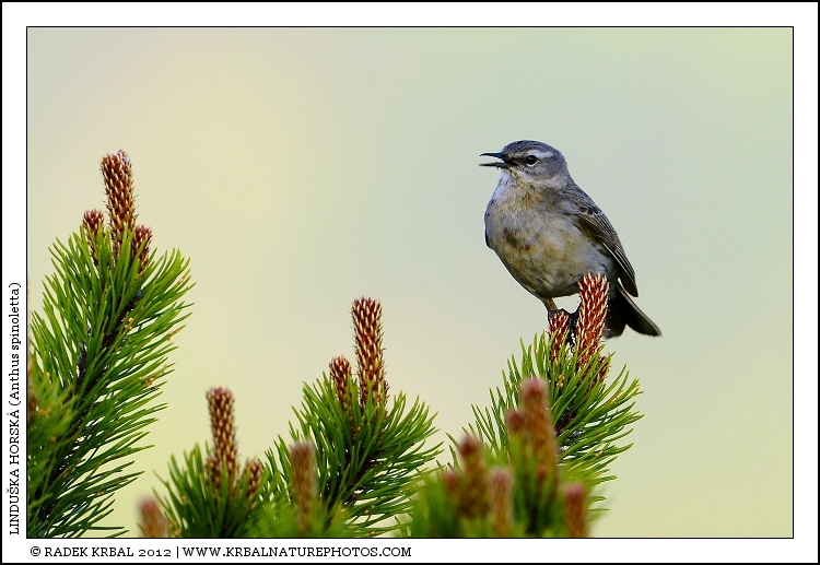 Lindu�ka horsk� | Water Pipit | Bergpieper | Anthus spinoletta