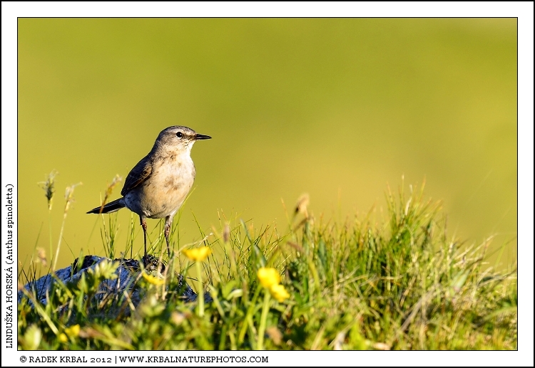 Lindu�ka horsk� | Water Pipit | Bergpieper | Anthus spinoletta