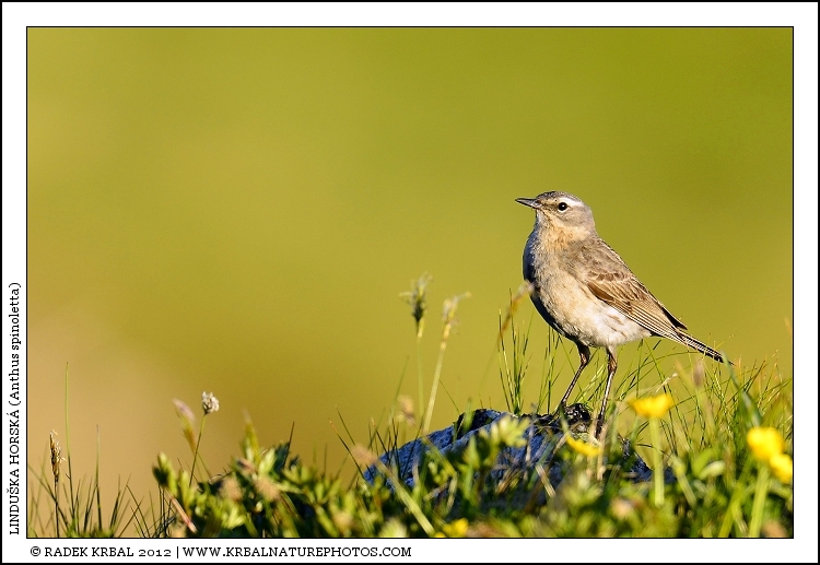Lindu�ka horsk� | Water Pipit | Bergpieper | Anthus spinoletta