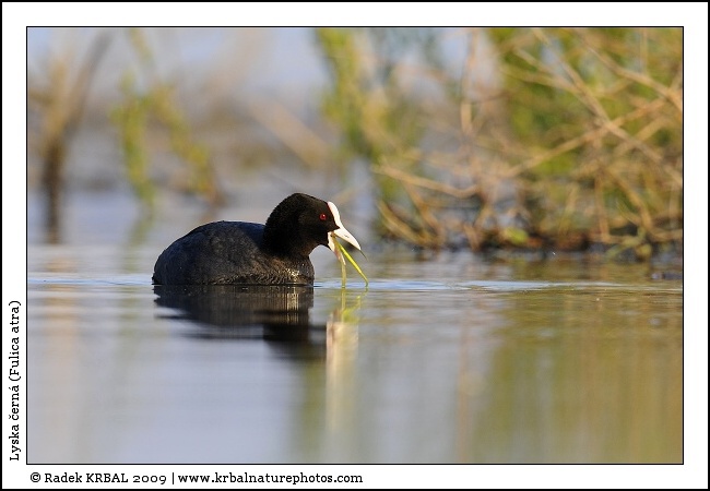 Lyska �ern� | Eurasian Coot | Bl�sshuhn | Fulica atra