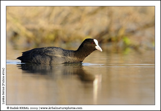Lyska �ern� | Eurasian Coot | Bl�sshuhn | Fulica atra