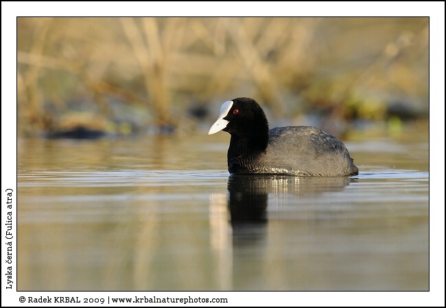 Lyska �ern� | Eurasian Coot | Bl�sshuhn | Fulica atra