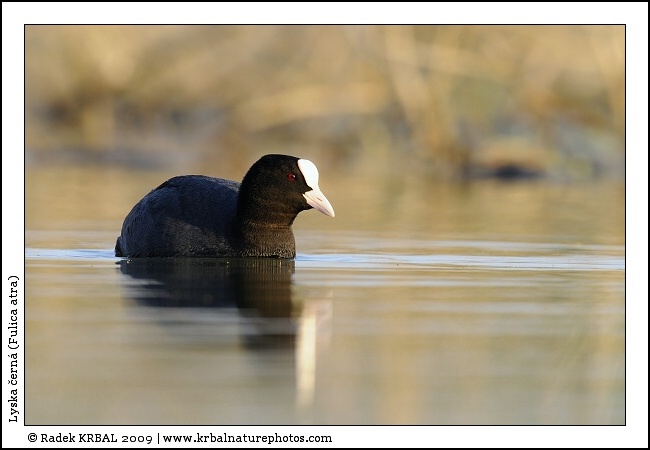 Lyska �ern� | Eurasian Coot | Bl�sshuhn | Fulica atra