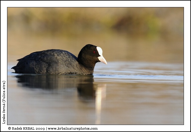 Lyska �ern� | Eurasian Coot | Bl�sshuhn | Fulica atra