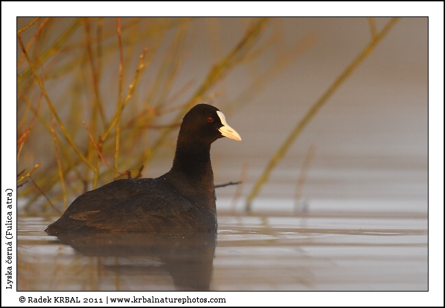 Lyska �ern� | Eurasian Coot | Bl�sshuhn | Fulica atra