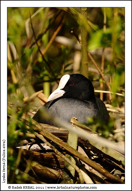 Lyska �ern� | Eurasian Coot | Bl�sshuhn | Fulica atra
