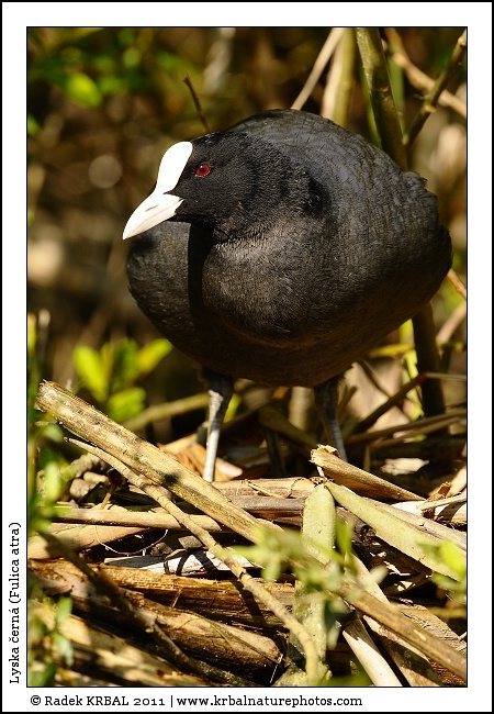 Lyska �ern� | Eurasian Coot | Bl�sshuhn | Fulica atra