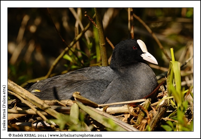 Lyska �ern� | Eurasian Coot | Bl�sshuhn | Fulica atra