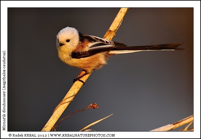 Mlyna��k dlouhoocas� | Long-tailed Tit | Schwanzmeise | Aegithalos caudatus