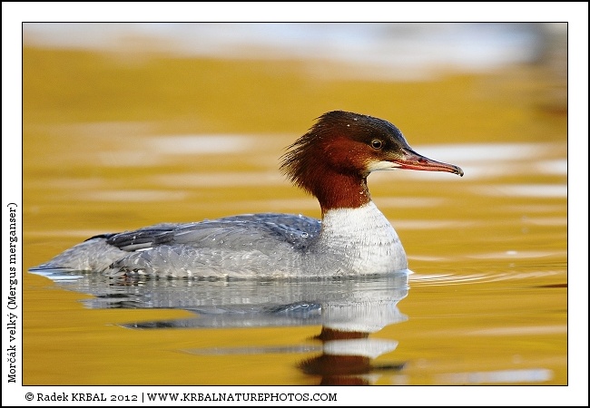 Mor��k velk� | Goosander | G�nses�ger | Mergus merganser