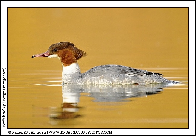 Mor��k velk� | Goosander | G�nses�ger | Mergus merganser