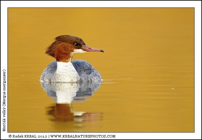 Mor��k velk� | Goosander | G�nses�ger | Mergus merganser