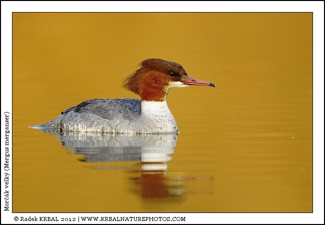 Mor��k velk� | Goosander | G�nses�ger | Mergus merganser