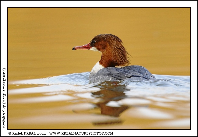 Mor��k velk� | Goosander | G�nses�ger | Mergus merganser