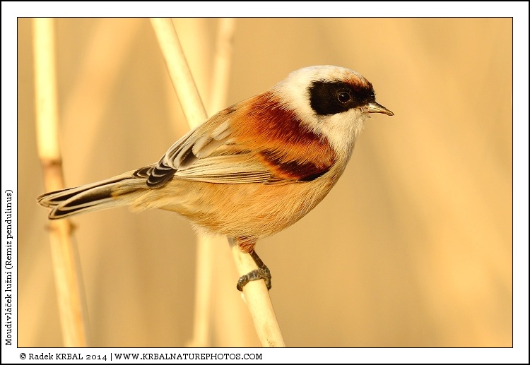 Moudivl��ek lu�n� | Eurasian Penduline Tit | Beutelmeise | Remiz pendulinus