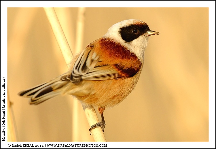 Moudivl��ek lu�n� | Eurasian Penduline Tit | Beutelmeise | Remiz pendulinus