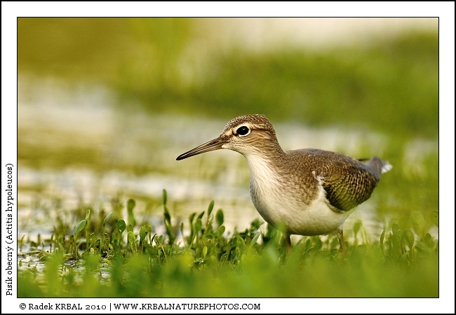 Pis�k obecn� | Common Sandpiper | Flussuferl�ufer | Actitis hypoleucos