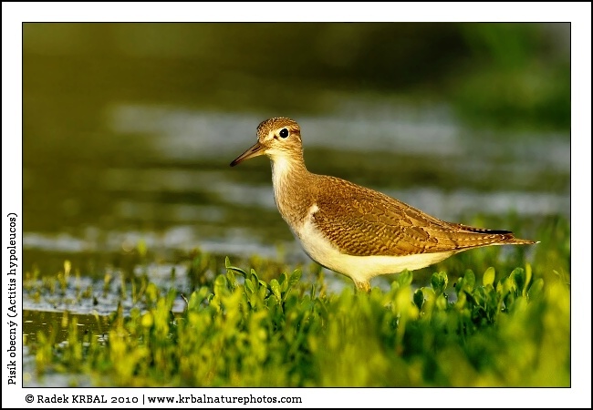 Pis�k obecn� | Common Sandpiper | Flussuferl�ufer | Actitis hypoleucos