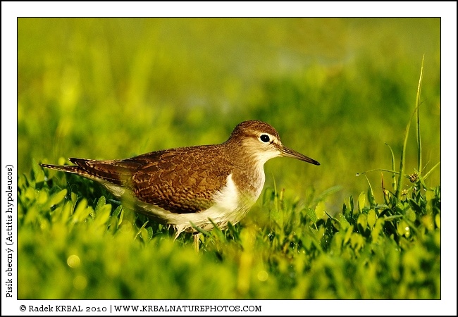 Pis�k obecn� | Common Sandpiper | Flussuferl�ufer | Actitis hypoleucos