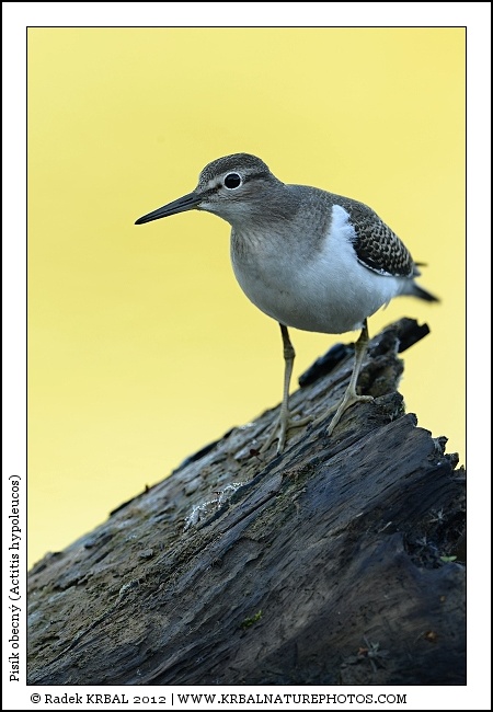 Pis�k obecn� | Common Sandpiper | Flussuferl�ufer | Actitis hypoleucos