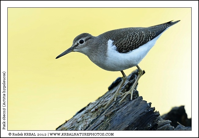Pis�k obecn� | Common Sandpiper | Flussuferl�ufer | Actitis hypoleucos