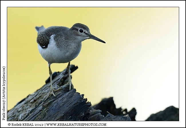 Pis�k obecn� | Common Sandpiper | Flussuferl�ufer | Actitis hypoleucos