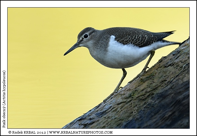 Pis�k obecn� | Common Sandpiper | Flussuferl�ufer | Actitis hypoleucos