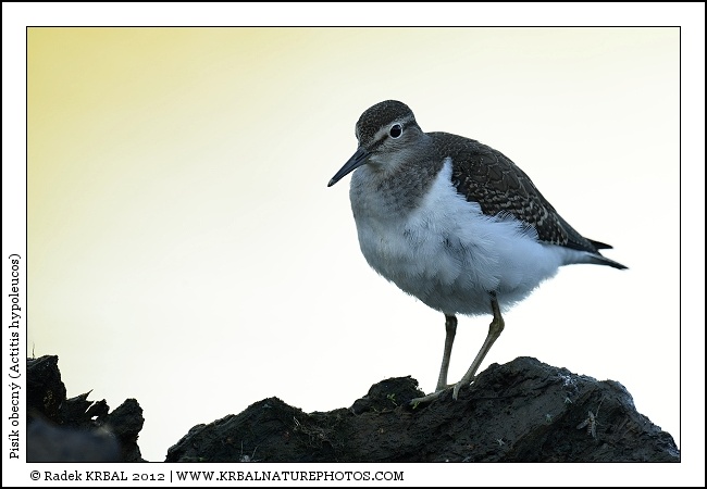 Pis�k obecn� | Common Sandpiper | Flussuferl�ufer | Actitis hypoleucos